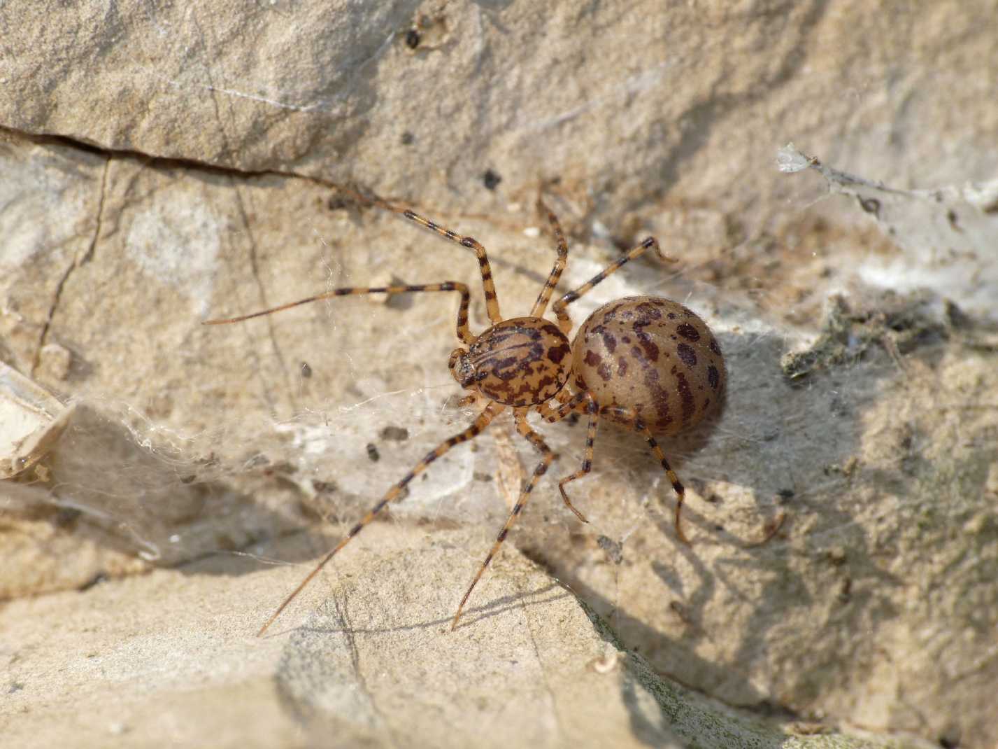 Scytodes thoracica